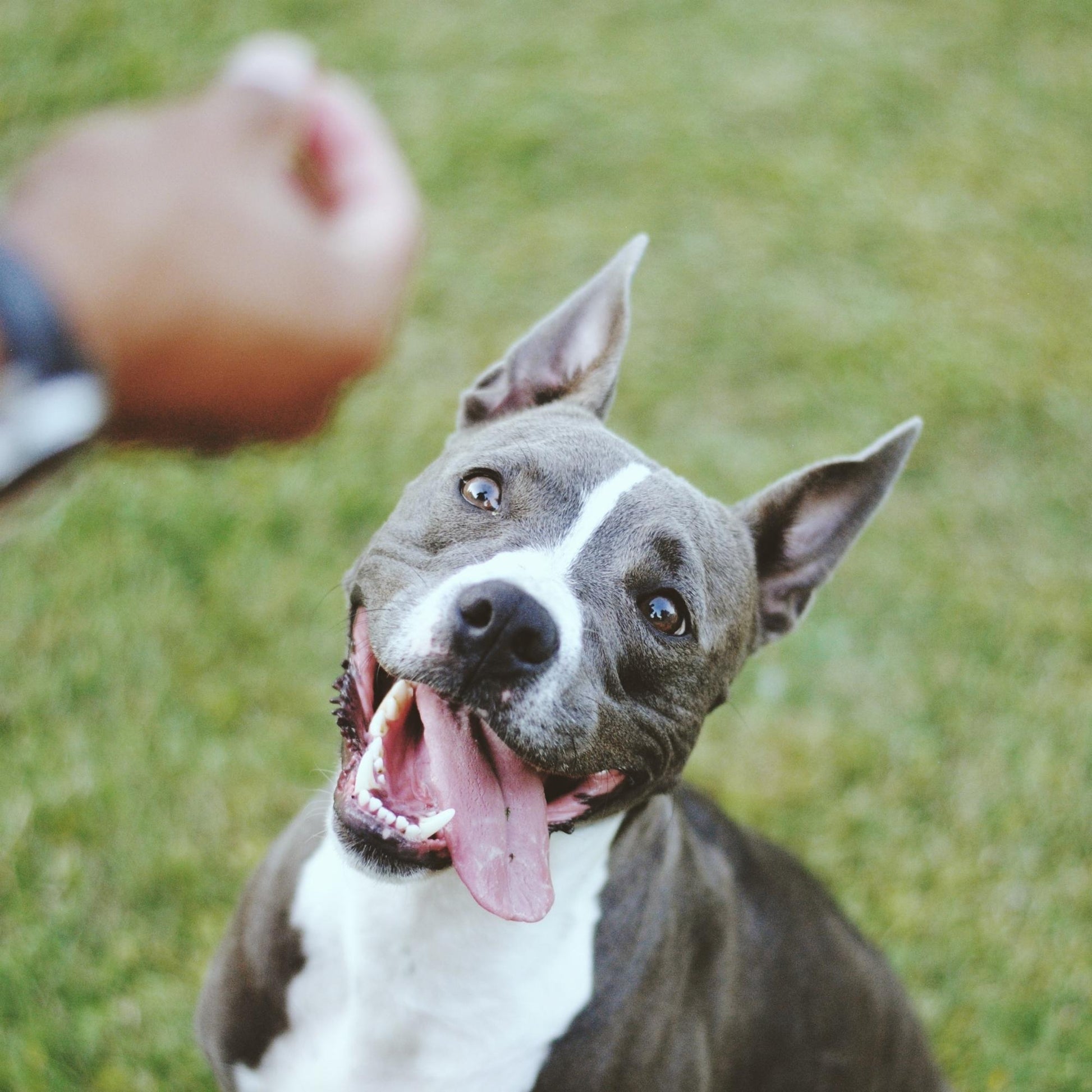 Photo of Dog Sweet Potato & Honey Dog Treat